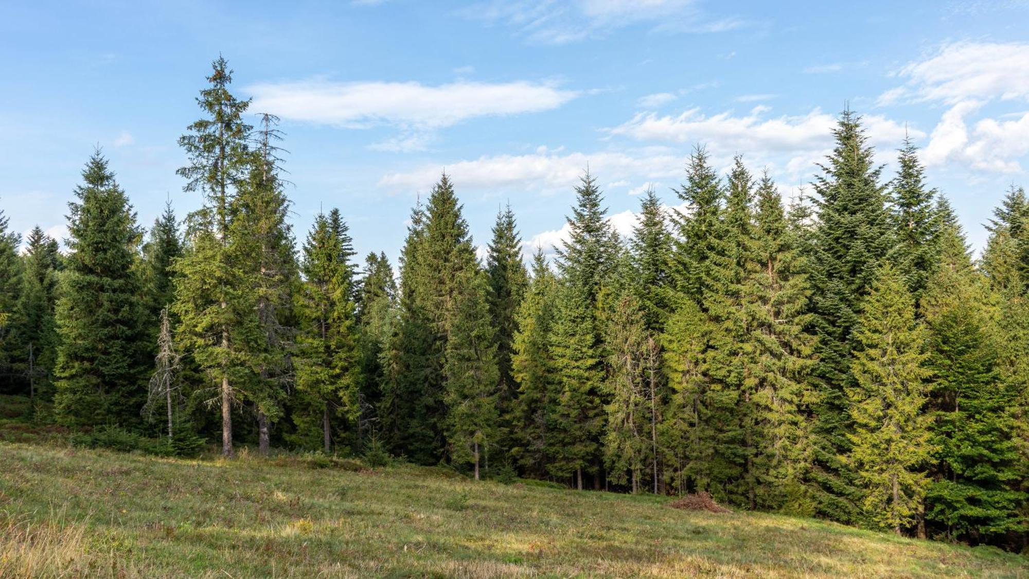 Przy Parku Wodzickich Appartamento Poręba Wielka
