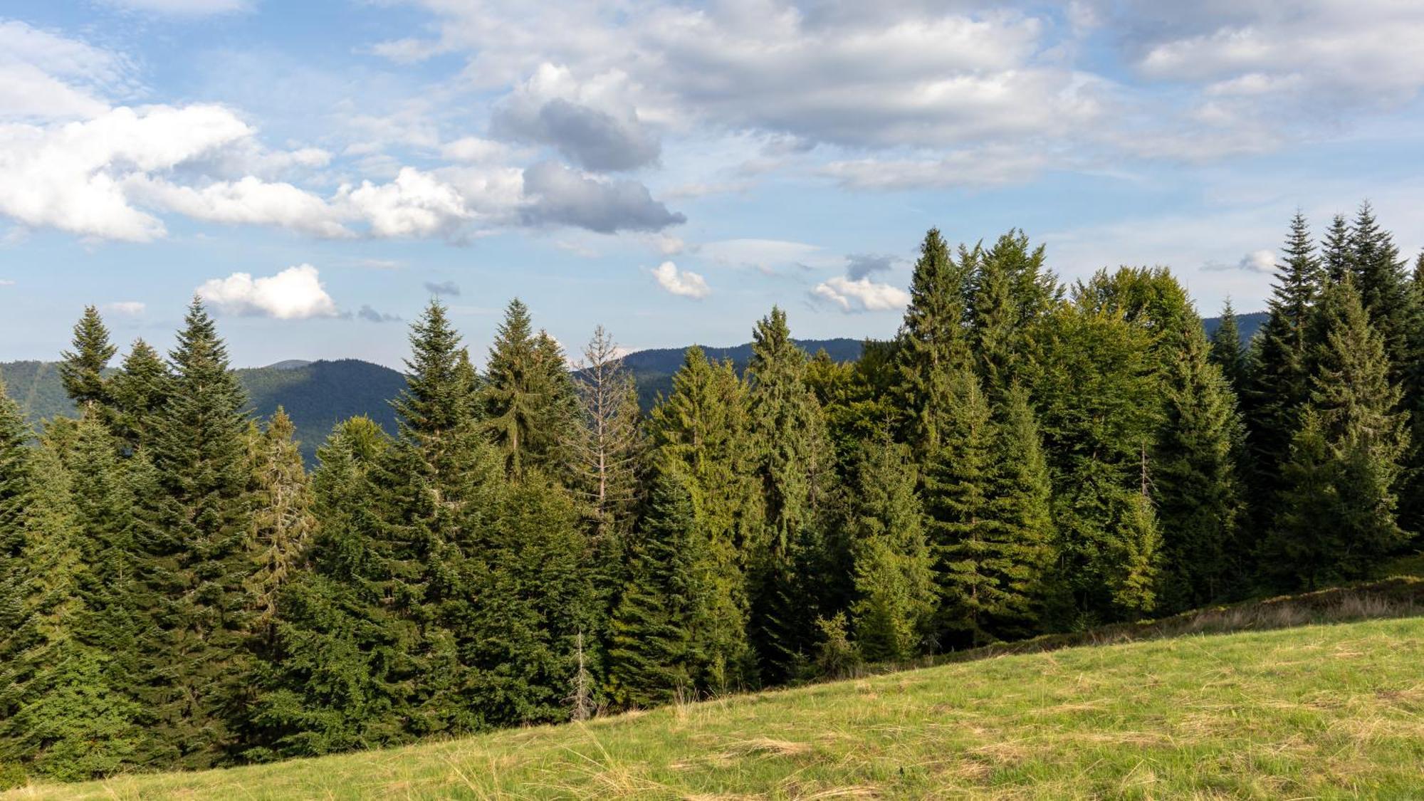 Przy Parku Wodzickich - Blisko Term, Turbacz, Kgp * Poręba Wielka