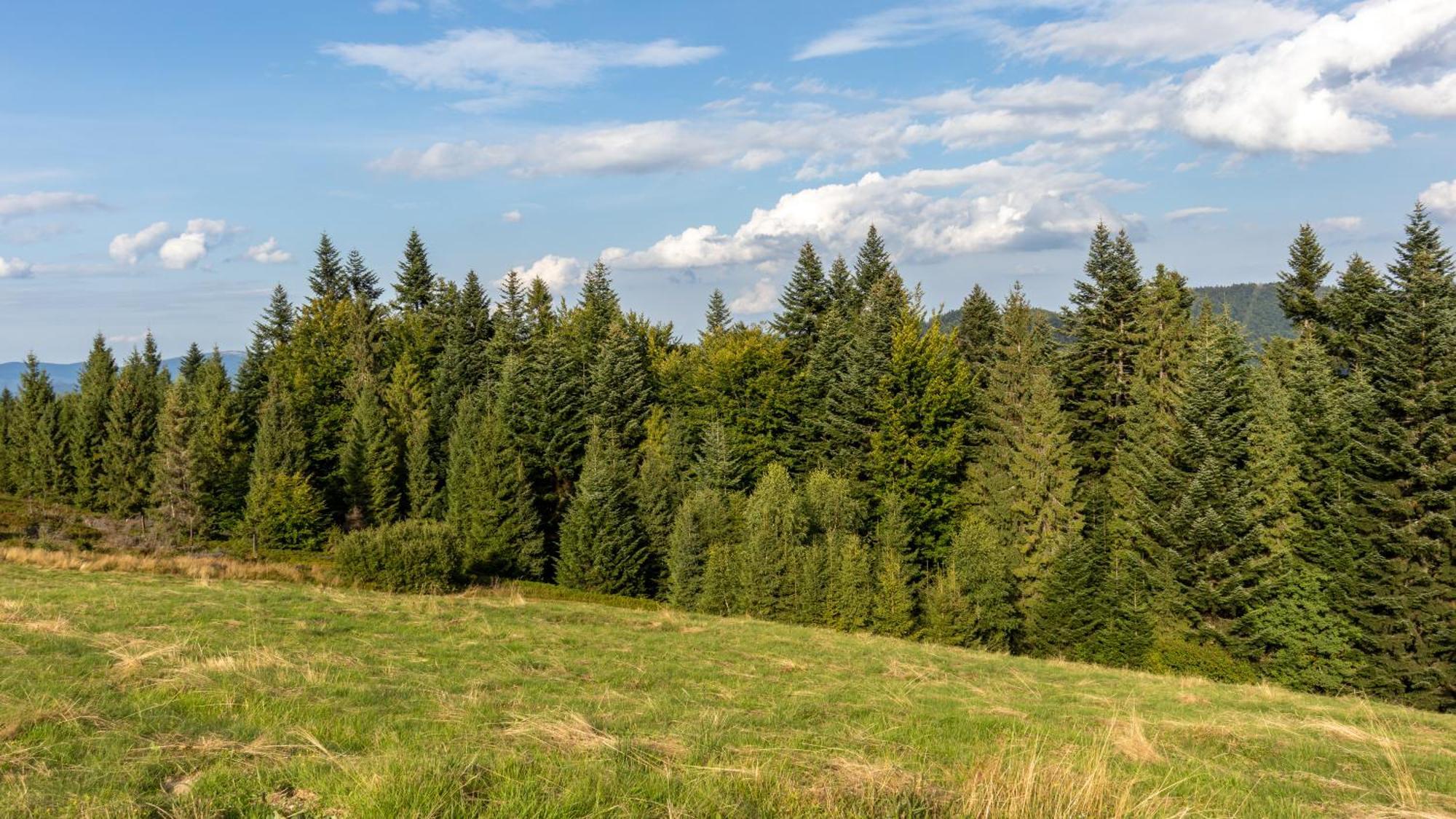 Apartment Przy Parku Wodzickich - Blisko Term, Turbacz, Kgp Poręba Wielka