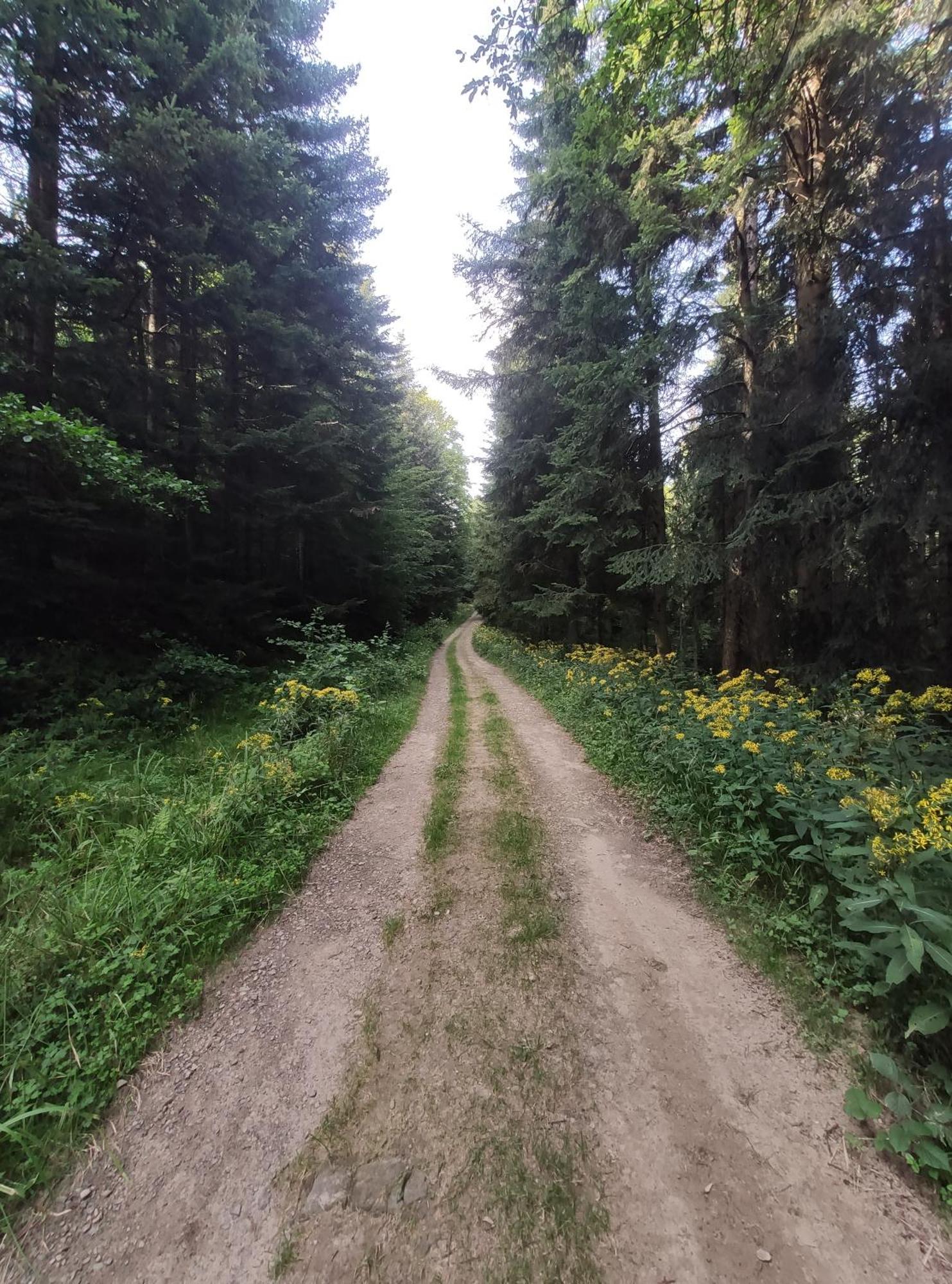 Przy Parku Wodzickich - Blisko Term, Turbacz, Kgp *